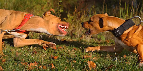 Pitbull có thể đương đầu và hạ gục những con chó to hơn nó nhiều lần, nó không biết sợ hay chùn bước trước bất kì đối thủ nào.