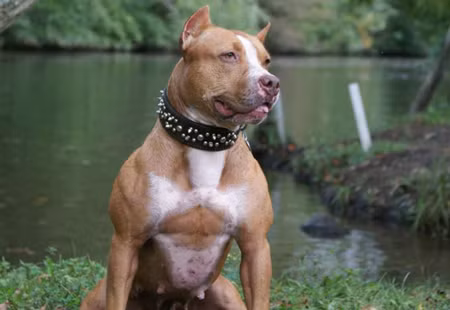 Với ngoại hình dữ dằn, khung xương vững chãi, cơ bắp săn chắc, vai trước vạm vỡ, đặc biệt là đôi mắt, sắc lạnh và lầm lì, nằm ở dưới cái trán to gồ, giống chó Pitbull được nhiều dân chơi chó săn lùng và đặt biệt danh là "chó chiến binh".