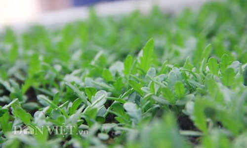 Chia sẻ về bí quyết chống chuột siêu tiện lợi, anh Hà tiết lộ phương pháp lắp hệ thống điện chạy bằng năng lượng mặt trời.