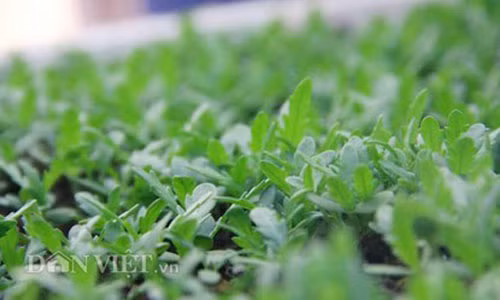 Chia sẻ về bí quyết chống chuột siêu tiện lợi, anh Hà tiết lộ phương pháp lắp hệ thống điện chạy bằng năng lượng mặt trời.