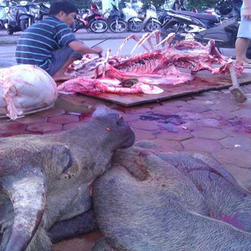 Thu toi kinh hoang cua “phu thuy do te” trau chet, lon se