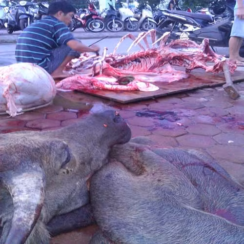 Thu toi kinh hoang cua “phu thuy do te” trau chet, lon se