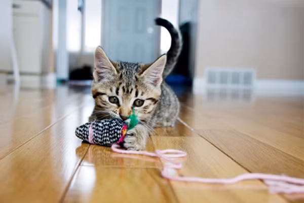 Tránh xa mèo. Có thể hiếm phụ nữ dị ứng với lông mèo. Tuy nhiên, khi mang thai mẹ nhạy cảm hơn rất nhiều. Ký sinh trùng toxoplasmosis ở mèo khi vào cơ thể mẹ có thể đi qua nhau thai và gây ra vấn đề với sự phát triển của em bé. Càng nguy hại hơn nếu chú mèo ăn thịt chưa được nấu chín thì ký sinh trùng càng cao.