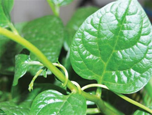 Rau mùng tơi. Rau mồng tơi chứa rất nhiều vitamin A và các dưỡng chất từ thực vật có lợi cho sức khỏe, có tác dụng giữ nước cho da hiệu quả.