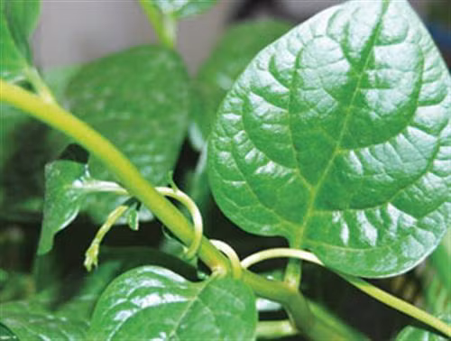 Rau mùng tơi. Rau mồng tơi chứa rất nhiều vitamin A và các dưỡng chất từ thực vật có lợi cho sức khỏe, có tác dụng giữ nước cho da hiệu quả.