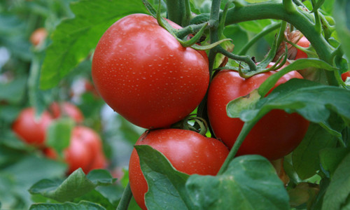 Cà chua. Là loại quả chứa hàm lượng vitamin cao gấp từ 2 – 4 lần so với táo, lê. Không chỉ vậy, trong cà chua còn chứa rutin. Đây là loại vitamin giúp nâng cao khả năng oxy hóa, loại bỏ chất thảo và các gốc tự do trong cơ thể. Chất này cũng giúp bảo vệ sự đàn hồi của mạch máu và ngăn ngừa sự tụ huyết