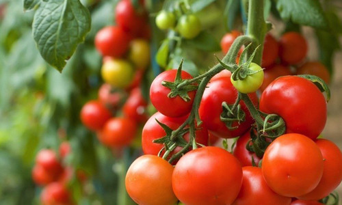 Phổi. Để bảo vệ phổi của mình, hàng ngày bạn hãy ăn cà chua. Cà chua còn có tác dụng ngăn ngừa các bệnh về đường hô hấp, giúp bảo vệ phổi khỏi nhiễm trùng.