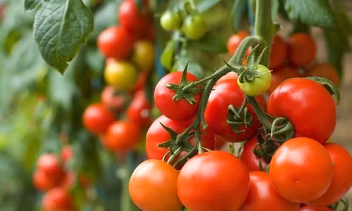 Phổi. Để bảo vệ phổi của mình, hàng ngày bạn hãy ăn cà chua. Cà chua còn có tác dụng ngăn ngừa các bệnh về đường hô hấp, giúp bảo vệ phổi khỏi nhiễm trùng.