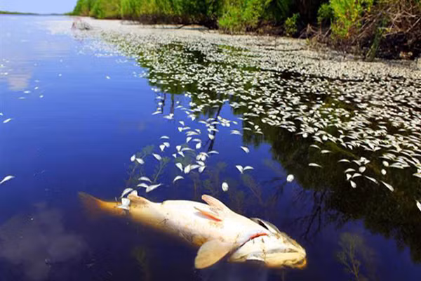 Polychlorinated biphenyls (PCBs). Là loại hóa chất nhân tạo. Thủ phạm chính của chất này là những loại cá đánh bắt ở vùng ô nhiễm và nhiều loại cá ăn thức ăn dưới đáy như cá chép hay cá trắm cỏ.