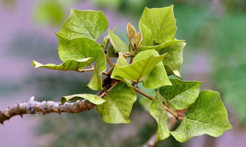 Lá vông luộc. Lá vông luộc chấm nước kho cá ăn với cơm nóng rất ngon. Nước luộc lá vông chỉ cần nêm gia vị, thêm ít nước cốt chanh là thành tô canh thanh mát.