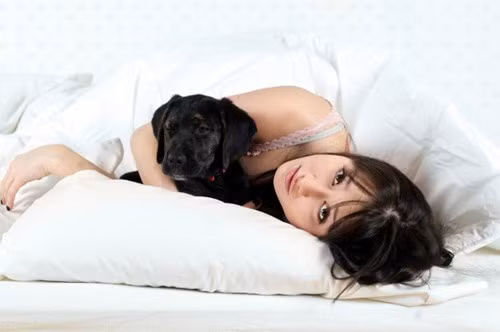 10.Đừng ôm thú cưng. Theo một nghiên cứu cho biết hơn một nửa số bệnh nhân mất ngủ cần tìm kiếm tư vấn đều là chủ sở hữu vật nuôi và họ phàn nàn về vấn đề rối loạn giấc ngủ hàng đêm là do thú cưng gây ra.