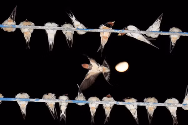 Theo một nghiên cứu, những chú chim sống ở đô thị dường như có đồng hồ sinh học chạy nhanh hơn bình thường. Chúng thích nghi với lối sống về đêm nhiều hơn so với các chú chim sống trong rừng. Nguyên nhân lại là vì ánh sáng nhân tạo, cộng thêm tiếng ồn.