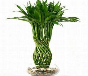 Cây Phất dụ có hơn 20 loài cùng họ ở Việt Nam. Trong đó, gần như cây nào cũng mang lại may mắn, phát tài đúng như tên gọi của nó: Phất dụ xanh - biểu tượng của may mắn; Phất dụ thơm - là cây thiết mộc lan, thơm về đêm; Phất dụ rồng - còn gọi là huyết rồng, được dùng làm thuốc chữa bệnh; Phất dụ lá hẹp - còn gọi là bồng bồng, thường dùng làm bánh; Phất dụ trúc - xua đi vận đen, còn gọi là trúc thiết Quan âm…