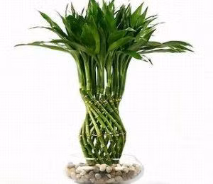 Cây Phất dụ có hơn 20 loài cùng họ ở Việt Nam. Trong đó, gần như cây nào cũng mang lại may mắn, phát tài đúng như tên gọi của nó: Phất dụ xanh - biểu tượng của may mắn; Phất dụ thơm - là cây thiết mộc lan, thơm về đêm; Phất dụ rồng - còn gọi là huyết rồng, được dùng làm thuốc chữa bệnh; Phất dụ lá hẹp - còn gọi là bồng bồng, thường dùng làm bánh; Phất dụ trúc - xua đi vận đen, còn gọi là trúc thiết Quan âm…