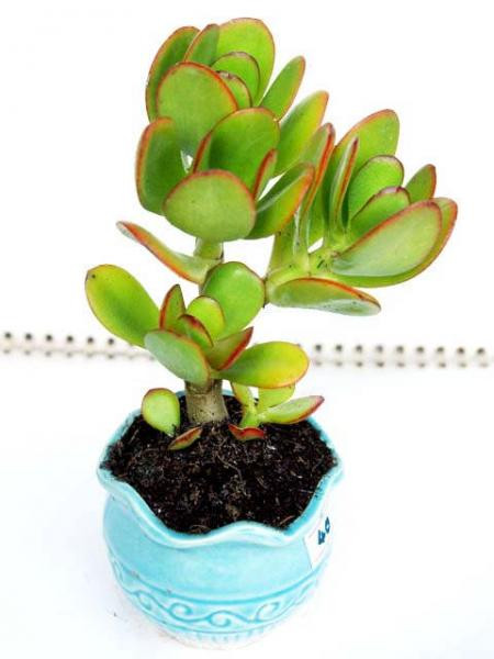 4. Cây Ngọc bích. Cây Ngọc bích có nguồn gốc từ châu Á. Ở một số nước, loài cây này còn có tên gọi khác là cây thường xanh. Tại Việt Nam, nhiều nơi gọi là cây Hoa đá. Dựa vào ứng dụng phong thủy cổ đại, cây Ngọc bích được đặt đúng vị trí sẽ mang lại sức khỏe và sự may mắn.