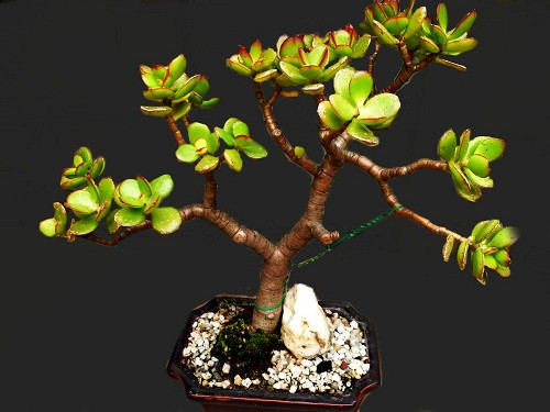 Các thương gia xưa vẫn luôn tin rằng, cây Ngọc bích có tác dụng chiêu tài. Do vậy, họ sẽ thường đặt nó ở bên quầy thu ngân hoặc máy đếm tiền. Có người lại bài trí cây tại lối đi vào các cửa hàng, cửa hiệu nhằm kích hoạt năng lượng chủ về tài lộc. Cây Ngọc bích còn có tác dụng tốt về mặt sức khỏe.