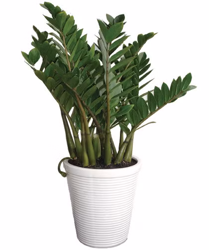 Khi chọn cây nên lưu ý những cây có thân xanh tươi, dày chắc, phiến lá hoàn chỉnh. Những cây đã nở hoa sẽ mang lại nhiều “lộc” nhất. Bày cây ở hướng Đông, Đông Bắc trong nhà ở để thu hút tài lộc.