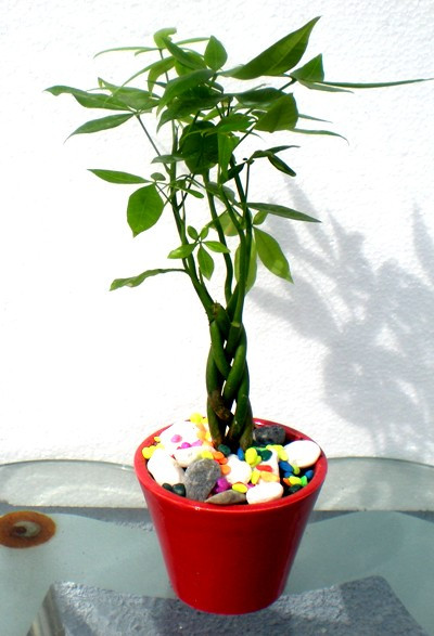 5. Cây Kim ngân. Cây Kim ngân, người Tây phương còn gọi là Money tree, được xem là rất tốt về phong thủy, mang đến cho gia chủ sự may mắn và thịnh vượng. Một chậu Kim ngân nhỏ xinh có thể để trên bàn làm việc, quầy thu ngân. . . hoặc gắn lên đó chiếc nơ trang trí. Cây kim ngân giúp dân công sở hút tài lộc.