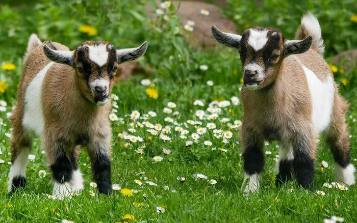  Về phương diện tình cảm, tuổi Mùi luôn tin tưởng vào bản thân và chủ động theo đuổi khi gặp được đối tượng mình yêu thích chứ không để bỏ lỡ bất cứ cơ hội có được tình yêu của mình. Với người độc thân thì đây là thời điểm lý tưởng con giáp này có thể thay đổi tình trạng quan hệ của mình.