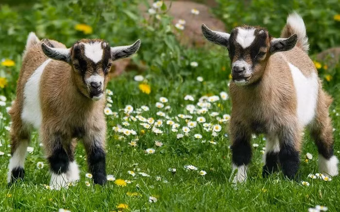  Về phương diện tình cảm, tuổi Mùi luôn tin tưởng vào bản thân và chủ động theo đuổi khi gặp được đối tượng mình yêu thích chứ không để bỏ lỡ bất cứ cơ hội có được tình yêu của mình. Với người độc thân thì đây là thời điểm lý tưởng con giáp này có thể thay đổi tình trạng quan hệ của mình.