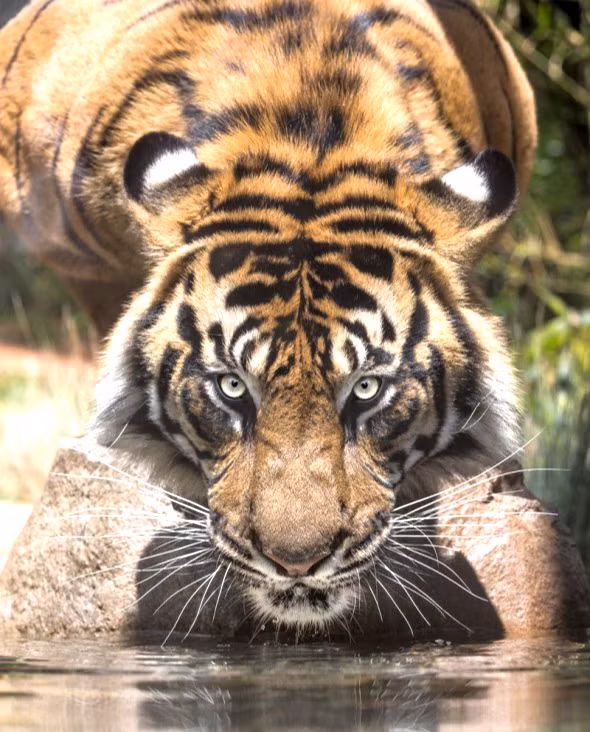 Không ngẫu nhiên mà loài hổ được mệnh danh là "Chúa tể rừng xanh". Hổ có thể nhảy xa tới 10 mét và hạ gục con mồi nặng gấp 5 lần trọng lượng của chúng