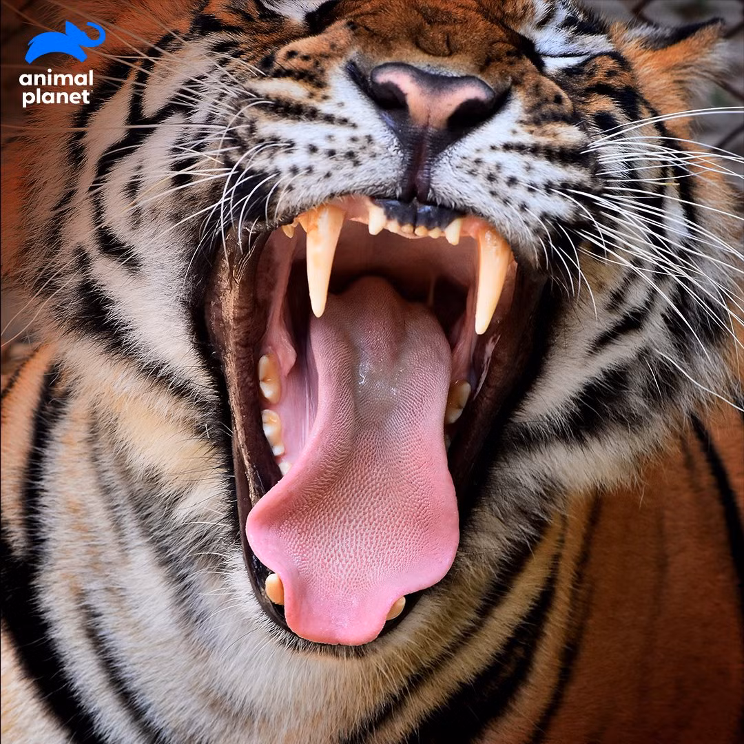 Hổ là loài ăn thịt, nó có thể ăn bất kỳ loài động vật nào. Việc chúng không kén ăn liên quan nhiều đến cái lưỡi của nó.Đây là hình ảnh cận cảnh chiếc lưỡi đầy "gai nhọn" của loài hổ. Nhìn thôi đã thấy sự sát thương lớn của nó đối với da thịt con mồi rồi. Ảnh Animal Planet