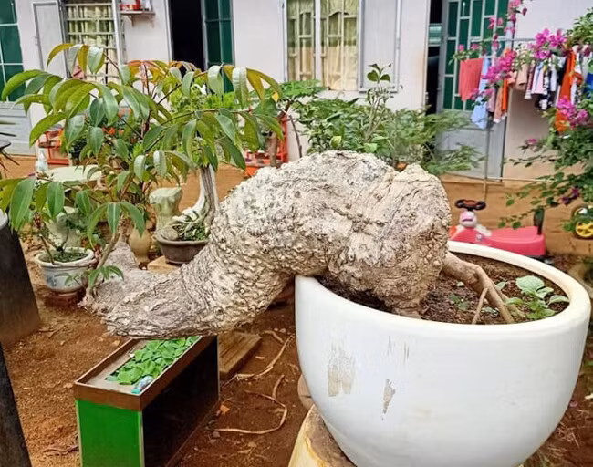 br/> Trong phong thủy, cây cóc được xem là một loại cây mang lại nhiều may mắn và tốt lành như: tài lộc và thịnh vượng, sức khoẻ và may mắn, bình an, thúc đẩy lưu thông năng lượng tích cực. Ảnh: Eva