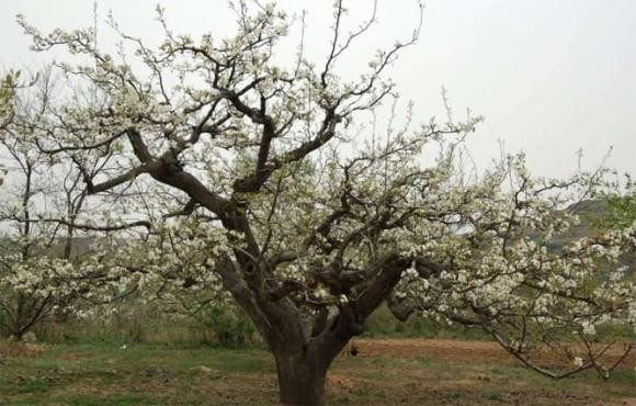 Mặc dù mọi người thích ăn lê nhưng họ lại không thích cái tên của nó vì lê và "li" là đồng âm và bị coi là rất không may mắn. Không những không được trồng ngoài sân mà khi ăn lê cũng không được ăn riêng. Ảnh: SLTravel