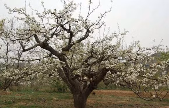 Mặc dù mọi người thích ăn lê nhưng họ lại không thích cái tên của nó vì lê và "li" là đồng âm và bị coi là rất không may mắn. Không những không được trồng ngoài sân mà khi ăn lê cũng không được ăn riêng. Ảnh: SLTravel