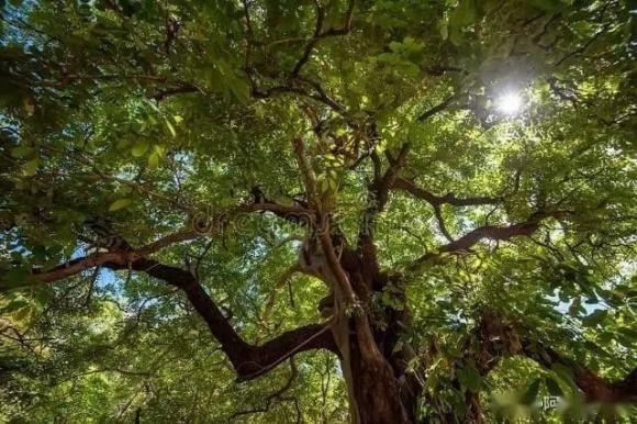 Cây bồ kết tuy có sức sống mãnh liệt nhưng hình dáng cao lớn, cành lá tươi tốt dễ cản nắng, ảnh hưởng đến ánh sáng và thông gió trong nhà. Ảnh: Dreamsboat