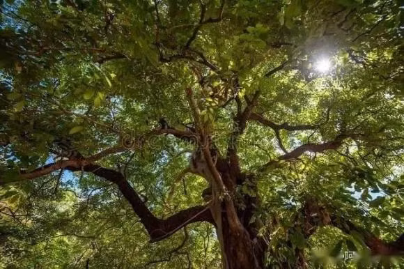 Cây bồ kết tuy có sức sống mãnh liệt nhưng hình dáng cao lớn, cành lá tươi tốt dễ cản nắng, ảnh hưởng đến ánh sáng và thông gió trong nhà. Ảnh: Dreamsboat