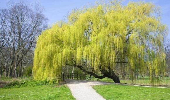 Cây liễu cũng được cho là không có lợi cho sự sáng tạo. Ngoài ra liễu còn bị quy là không đem lại bầu không khí gia đình nên thường không được chọn để làm đẹp môi trường sống trong nhà. Ảnh: Land&amp;View