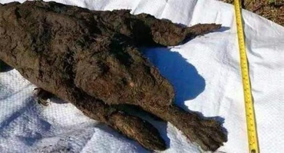 Một số xác tuần lộc chết bị bao phủ bởi băng, tuyết và không nhìn thấy ánh sáng ban ngày trong một thời gian dài. Do biến đổi khí hậu, băng và tuyết bao phủ xác tuần lộc tan chảy.