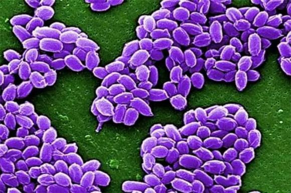 Trong phần “Phân loại vi-rút”, các nhà khoa học về loài người đã xác định được hơn 5.500 loại vi-rút, nhưng chỉ có hơn 200 loại có thể lây nhiễm vào cơ thể con người, và không phải loại vi-rút nào cũng có hại. Ngược lại, một số loại vi-rút cũng có thể giúp ích cho con người.