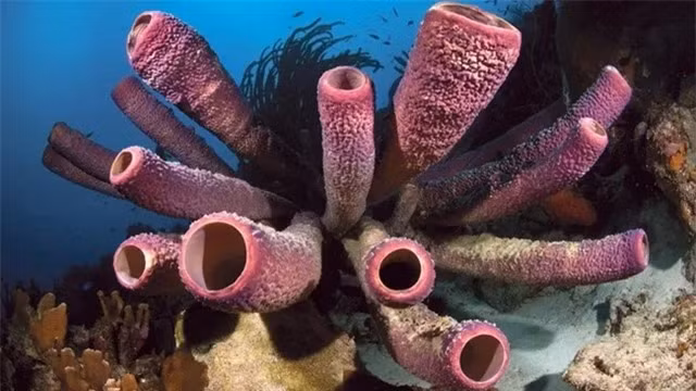 Tiet lo bi mat tram trieu nam ve sinh vat dau tien biet giao phoi