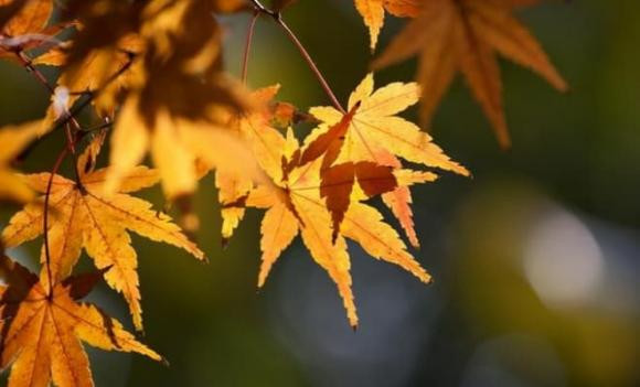 Hãy cẩn trọng với những người có đôi mắt đầy tham lam, bởi tâm địa của họ sâu hiểm, lời nói hành động đầy rẫy sự xảo trá và âm mưu. Cộng tác với họ bạn phải luôn đề phòng mũi tên từ phía sau.