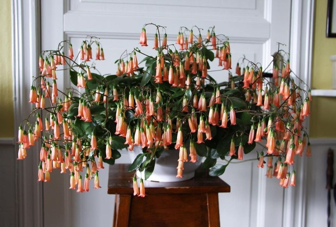 Tốt nhất nên bón vào mùa xuân thu, bón phân mỏng thường xuyên. Ảnh minh họa plantstudio