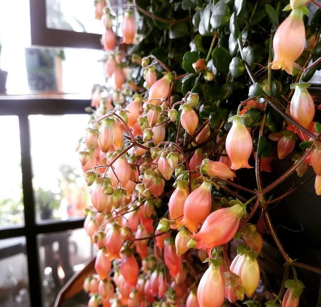 Những tên gọi này đều nhấn mạnh vào đặc điểm nổi bật là những bông hoa hình chuông của nó. Tên khoa học của cây cảnh này là Kalanchoe Manginii, có nguồn gốc từ Madagascar (đảo quốc thuộc Châu Phi). Đây là là một loại cây mọng nước thuộc họ Crassulaceae và chi Bryophyllum, đôi khi được xếp vào chi thực vật Kalanchoe. Ảnh: Toutiao