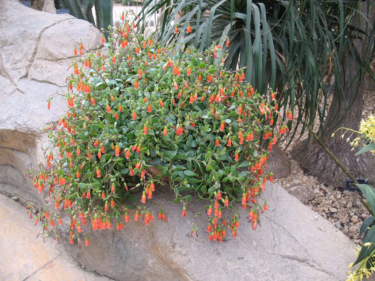 Cây cảnh này giống như tên gọi, tương trưng cho sự trường thọ, sức khỏe dồi dào, là lời cầu chúc cho các gia đình luôn có sức khoẻ dồi dào, nhất là gia đình có người già, cây cảnh này càng có ý nghĩa. Ảnh minh họa travaldo.blogspot