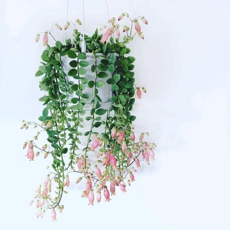 Cây cảnh có lá đẹp, hoa hoàn hảo, nở hầu như quanh năm, không bị bệnh và không thu hút nhiều côn trùng. Ảnh minh họa Toutiao