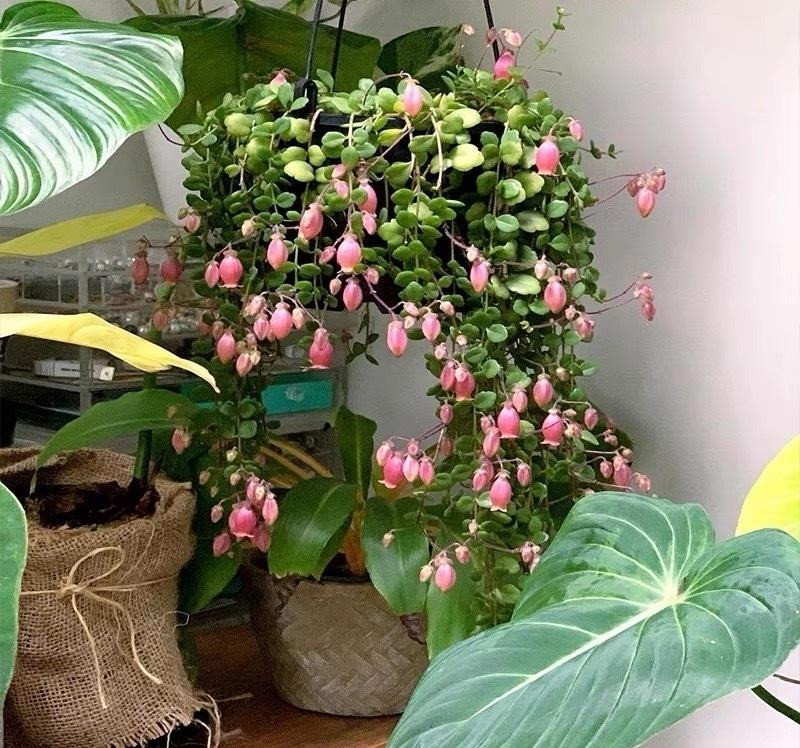 Những bông hoa màu hồng phấn hoặc đỏ cam là điểm nổi bật của cây cảnh này. Trường thọ đèn lồng nở hoa vào cuối mùa đông hoặc đầu mùa xuân và tạo ra những bông hoa hình ống xuất hiện thành cụm từ thân cây nhiều sợi. Ảnh minh họa Toutiao