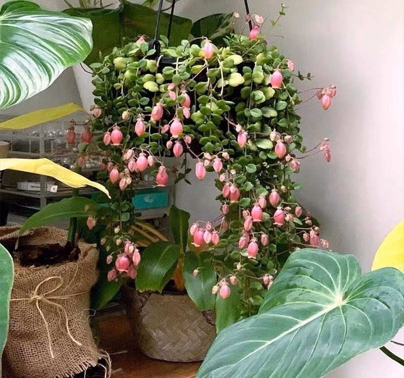 Những bông hoa màu hồng phấn hoặc đỏ cam là điểm nổi bật của cây cảnh này. Trường thọ đèn lồng nở hoa vào cuối mùa đông hoặc đầu mùa xuân và tạo ra những bông hoa hình ống xuất hiện thành cụm từ thân cây nhiều sợi. Ảnh minh họa Toutiao