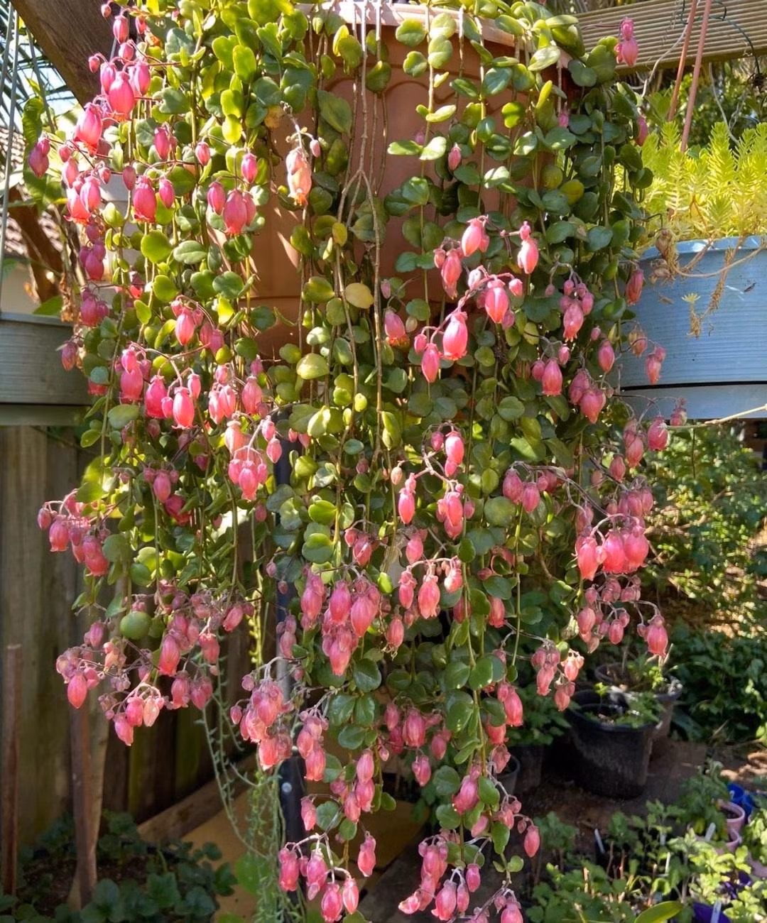 Trường thọ đèn lồng khác với những bông hoa trường thọ truyền thống. Nó có độ thẳng đứng kém, nhiều cành dài và mềm mại, rất thích hợp để làm giỏ treo trên cao, để cành rơi xuống tự nhiên, tựa như những chiếc chuông gió treo trước hiên nhà. Cây non có thân thẳng đứng với những chiếc lá nhỏ màu xanh. Khi tường thọ đèn lồng trưởng thành, thân cây bắt đầu dài ra. Nó cũng là một loại cây phát triển nhanh, trồng 1 năm là có thể đạt kích thước tối đa 30-60cm, rộng khoảng 60cm-1m. Ảnh minh họa Toutiao