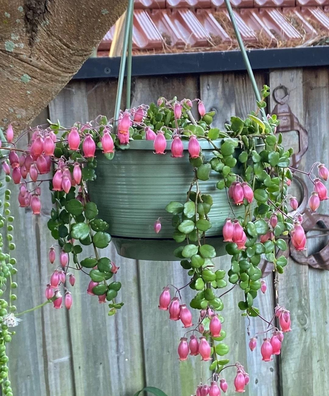 Ngoài ra, cây trường thọ còn tượng trưng cho sinh sôi nảy nở, sự đoàn kết và hạnh phúc. Ảnh minh họa Toutiao