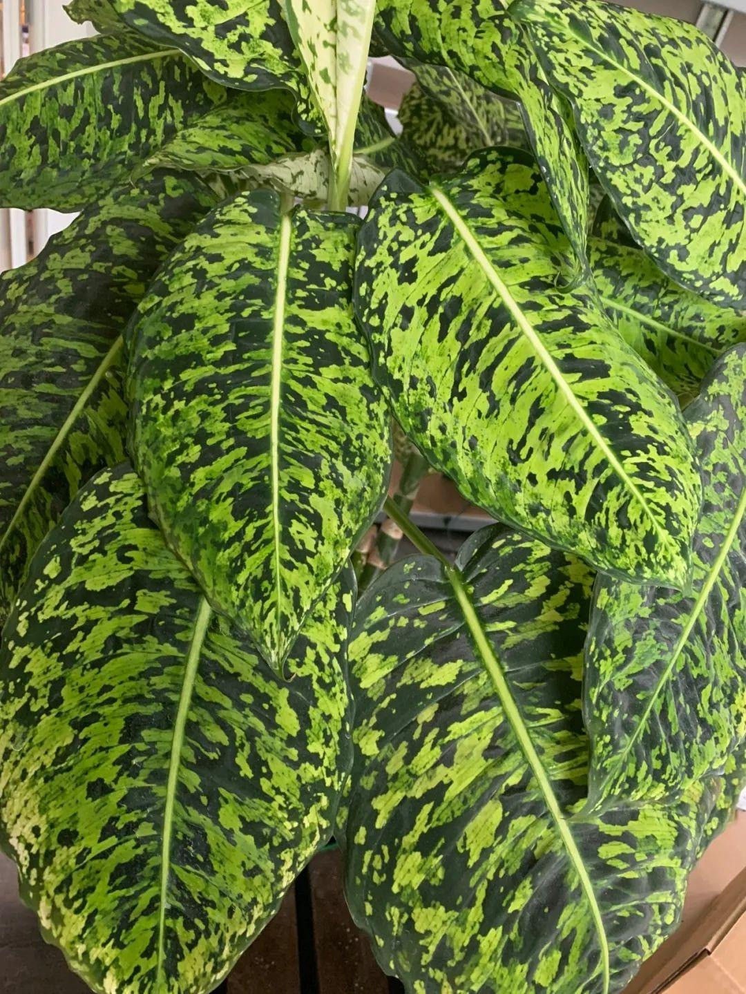 Sau khi phát triển thành cây trồng trong chậu trong nhà, nó có thể duy trì sự phát triển bình thường bằng cách đảm bảo hơn 3 đến 4 giờ thu nhận ánh sáng dịu nhẹ hàng ngày. Ảnh minh họa Toutiao