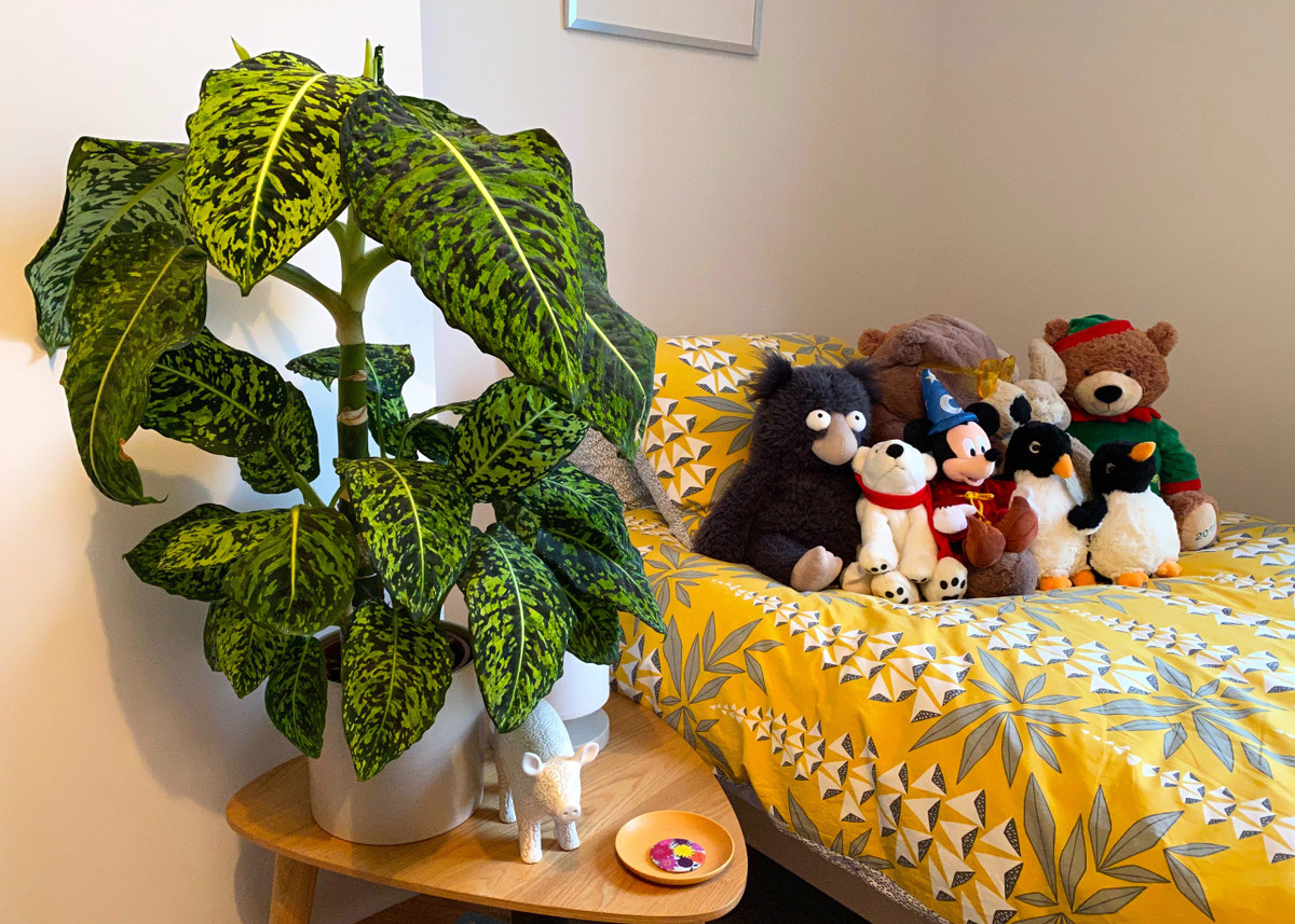  Tài lộc và giàu có: Cây môn trường sinh được cho là mang đến tài lộc và sự thịnh vượng cho gia đình. Đặt cây trong không gian sống hoặc nơi làm việc có thể tạo ra sự giàu có và may mắn trong tài chính. Ảnh minh họa happyhouseplants 