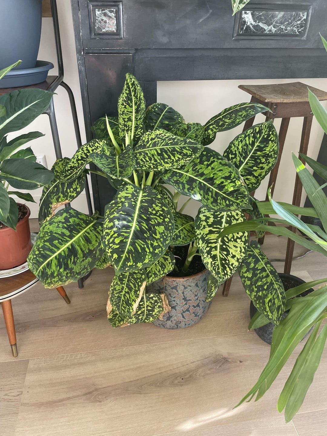  Gắn kết gia đình: Cây cảnh môn trường sinh còn có ý nghĩa về tình cảm gia đình và sự gắn kết. Bạn nên đặt cây ở khu vực chung của gia đình như phòng khách hoặc nhà bếp có thể tạo ra không gian ấm cúng và thân thiện. Sức khỏe và may mắn