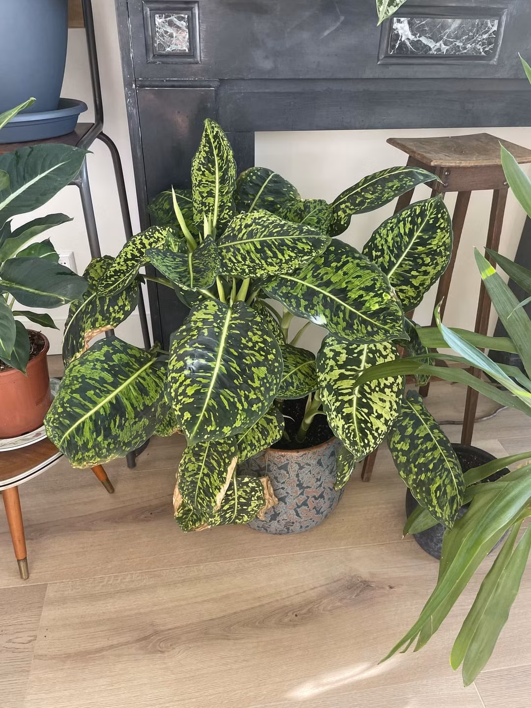  Gắn kết gia đình: Cây cảnh môn trường sinh còn có ý nghĩa về tình cảm gia đình và sự gắn kết. Bạn nên đặt cây ở khu vực chung của gia đình như phòng khách hoặc nhà bếp có thể tạo ra không gian ấm cúng và thân thiện. Sức khỏe và may mắn