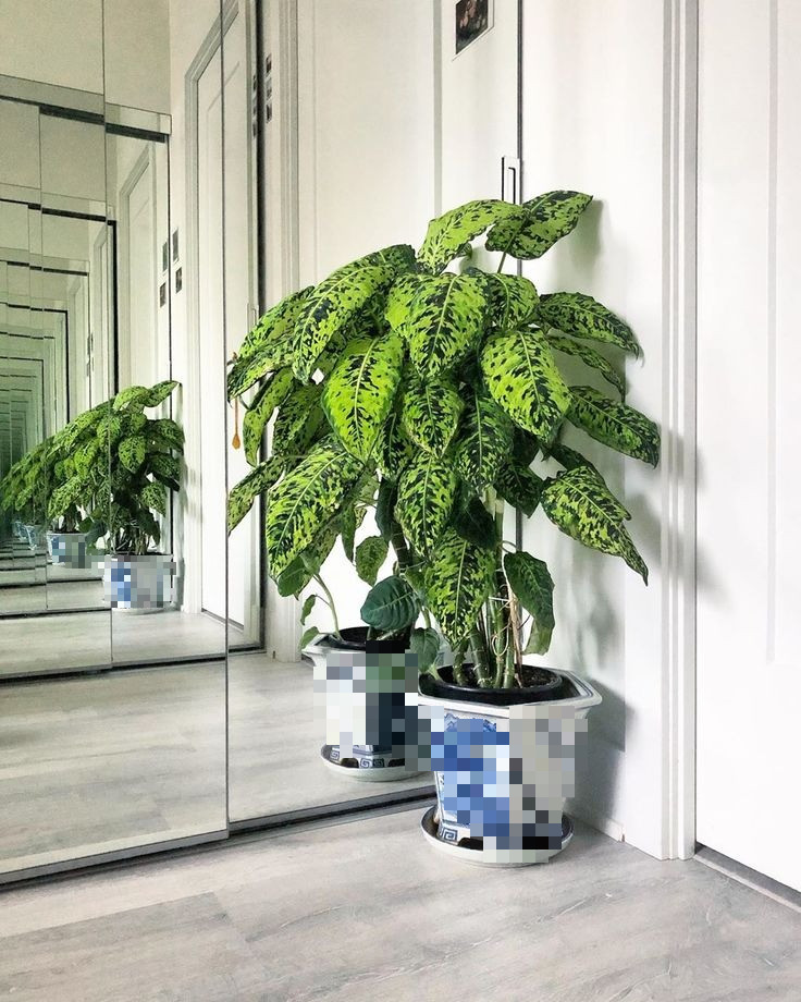  Môn trường sinh là cây phong thủy rất được coi trọng. Chúng có nhiều loài với những tên gọi đầy tính tài lộc như cây môn trường sinh, cây thiên hoàng, cây sao sáng, cây vạn niên thanh, cây tuyết trắng, cây non phật sơn...Ảnh minh họa Toutiao