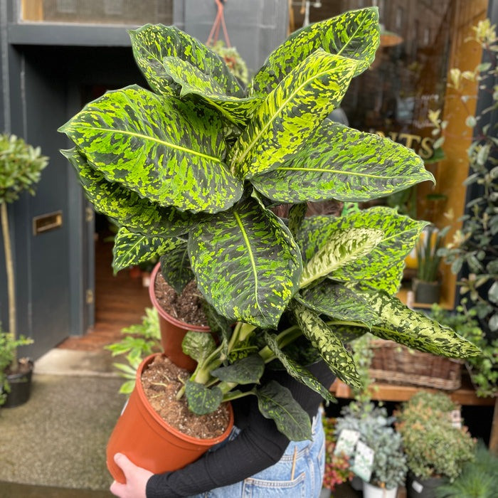 Nếu bạn muốn trồng một loại cây lá trong nhà cỡ vừa và nhỏ tương đối thích hợp, bạn có thể xem xét Dieffenbachia Reflector. Đây là một loại cây cảnh lá không đắt tiền, có thể phát triển cao đến hơn 1m, lá xanh quanh năm. Ảnh minh họa growurban